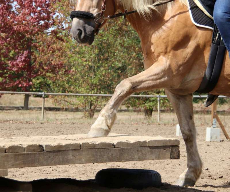 Naturtrail to go - Wippe Haflinger mit einem Huf