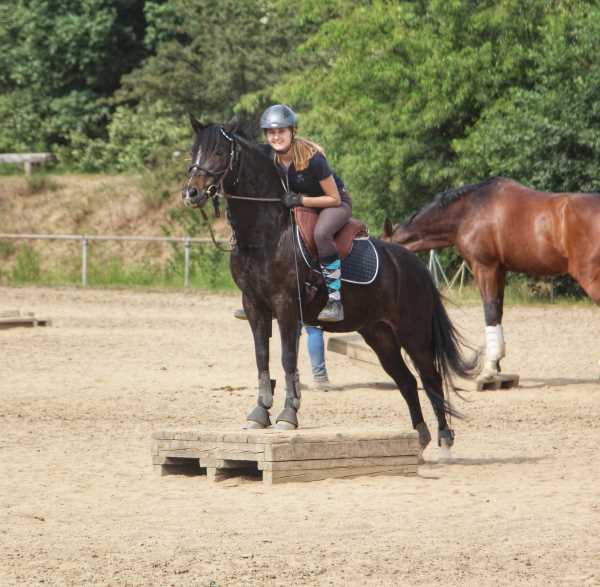 Naturtrrail to go for Fun - kleines Podest braunes Pony
